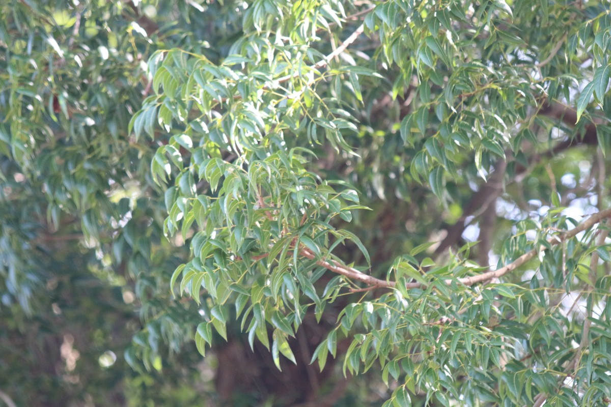 Swietenia mahagoni (L.) Jacq.